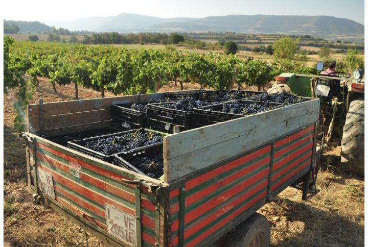 BLANC DE BOIRA. EL VI BLANC DE LA CARTA DE MÉS RAMONEDA ENS HO ESTAVEN DEMANANT A CRITS.