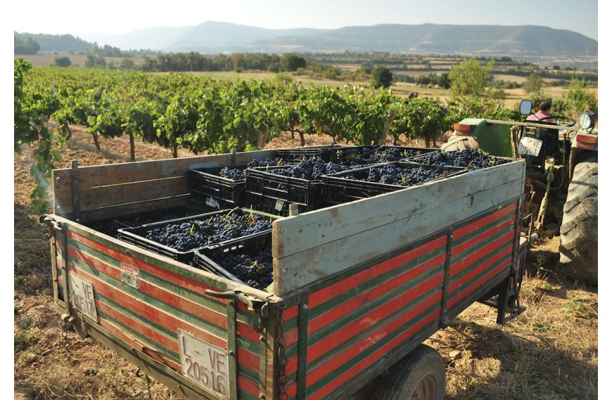 BLANC DE BOIRA. EL VI BLANC DE LA CARTA DE MÉS RAMONEDA ENS HO ESTAVEN DEMANANT A CRITS.